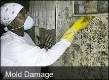 Mold Removal